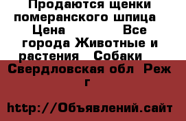 Продаются щенки померанского шпица › Цена ­ 45 000 - Все города Животные и растения » Собаки   . Свердловская обл.,Реж г.